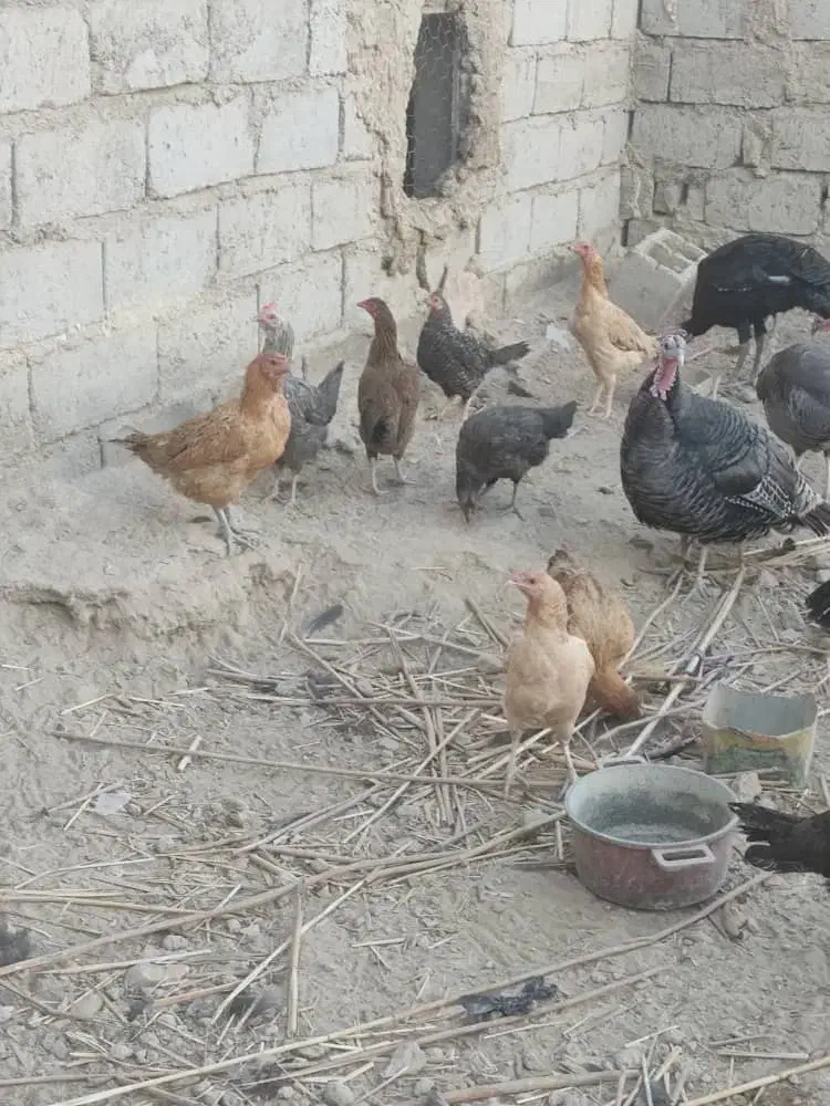 مرغ و بوقلمون تخم گذار|حیوانات مزرعه|هامون, |دیوار