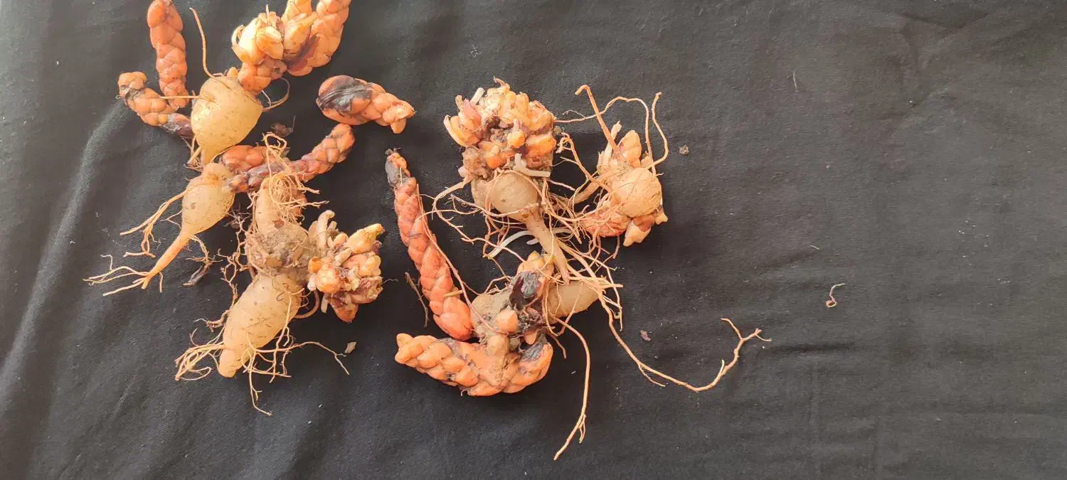 پیازگل عشق (اگزالیس)|گل و گیاه طبیعی|آستانه اشرفیه, |دیوار