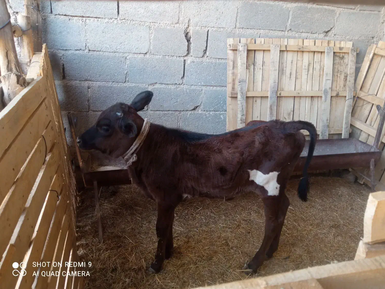 گاوجرسی|حیوانات مزرعه|مهر, |دیوار