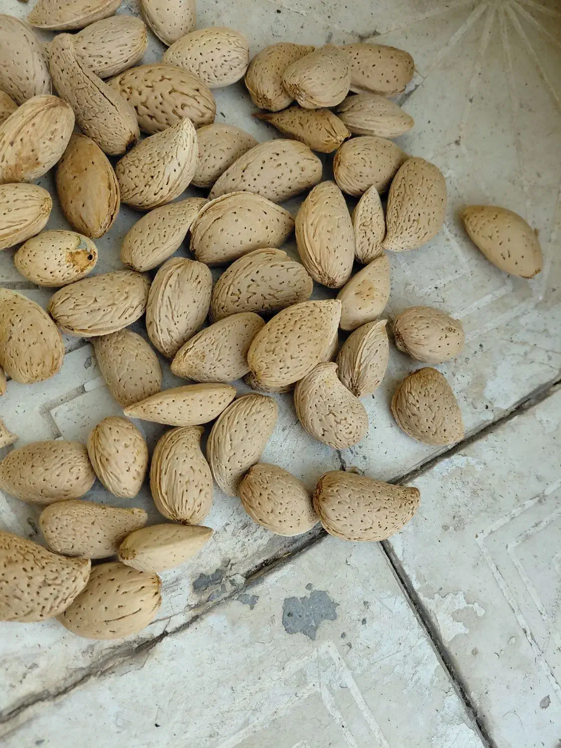 بادام تلخ و بادام شیرین|خوردنی و آشامیدنی|خوانسار, |دیوار