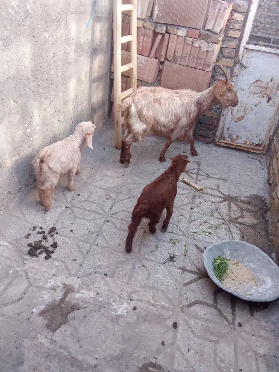 بز جملی|حیوانات مزرعه|تربت جام, معدآباد|دیوار