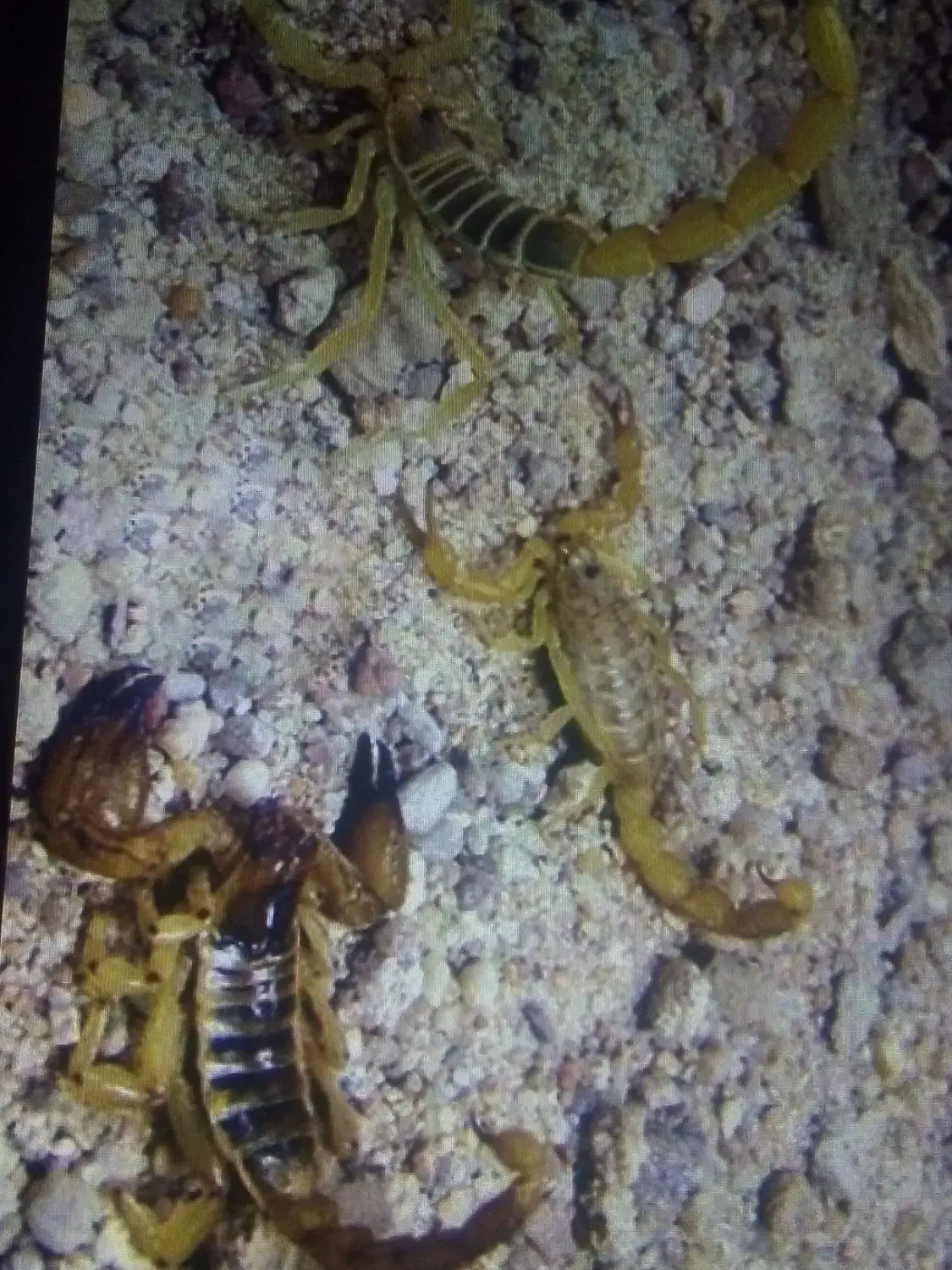 سم پاشی ساس سوسک سمپاشی موش وتمام حشرات ضمانتی|خدمات نظافت|مشهد, شهید مطهری|دیوار