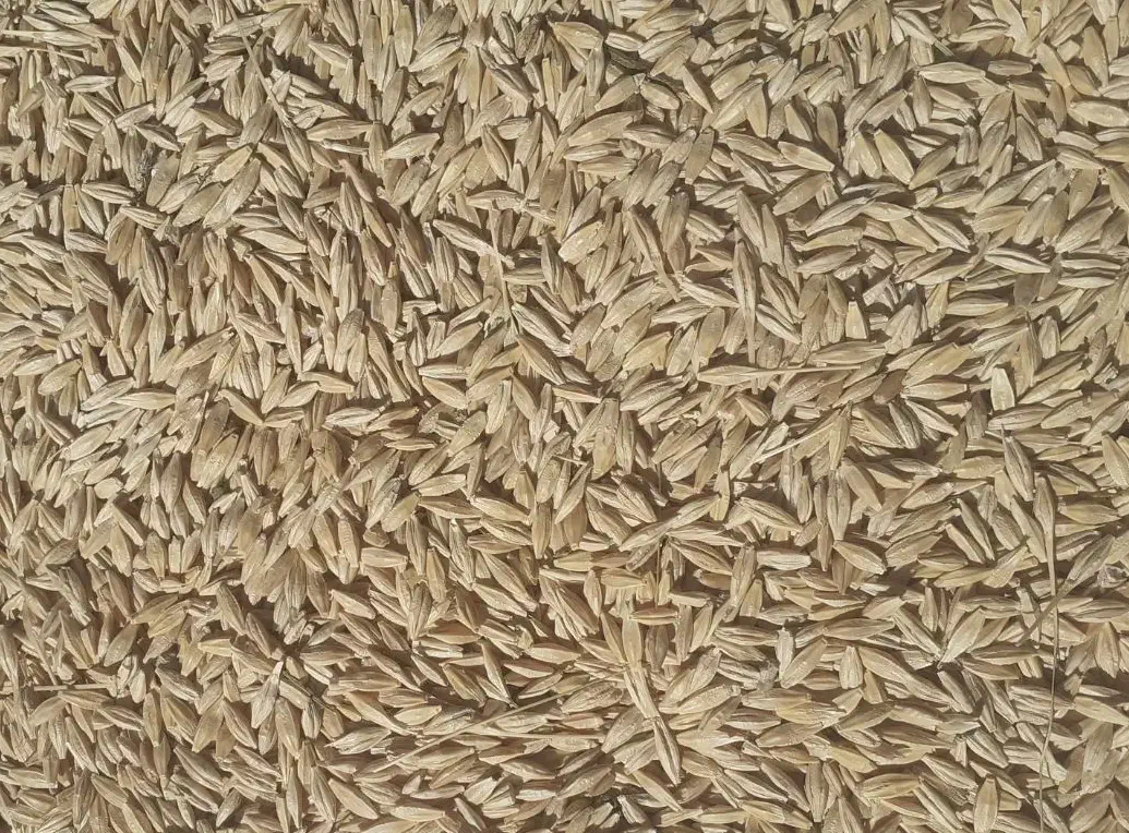 جو محلی دیمی|عمده‌فروشی|مهربان, |دیوار