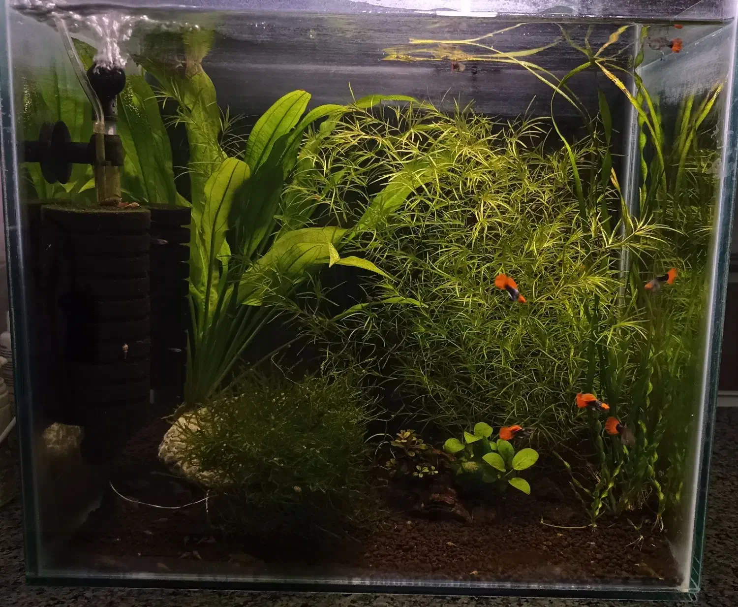 فروش گیاه گوپی گرس|ماهی|خرمآباد, |دیوار