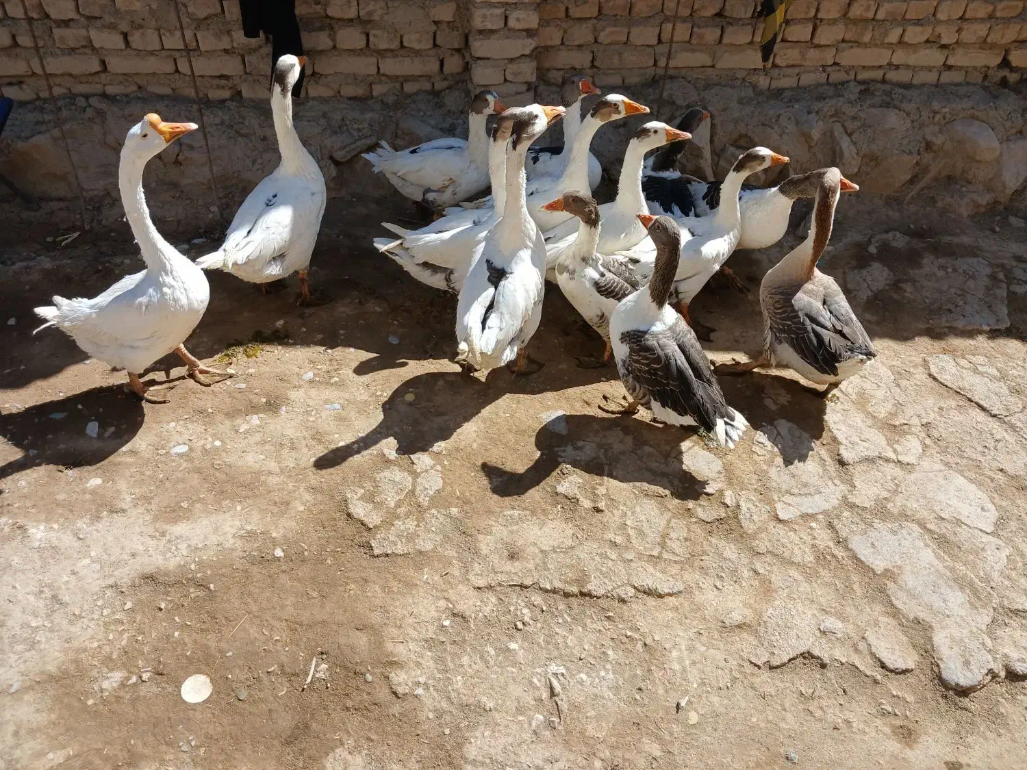 غاز قوغاز|حیوانات مزرعه|نهاوند, |دیوار