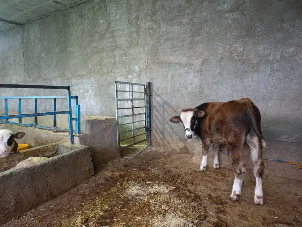 گوساله سیمنتال|حیوانات مزرعه|مرودشت, کناره|دیوار