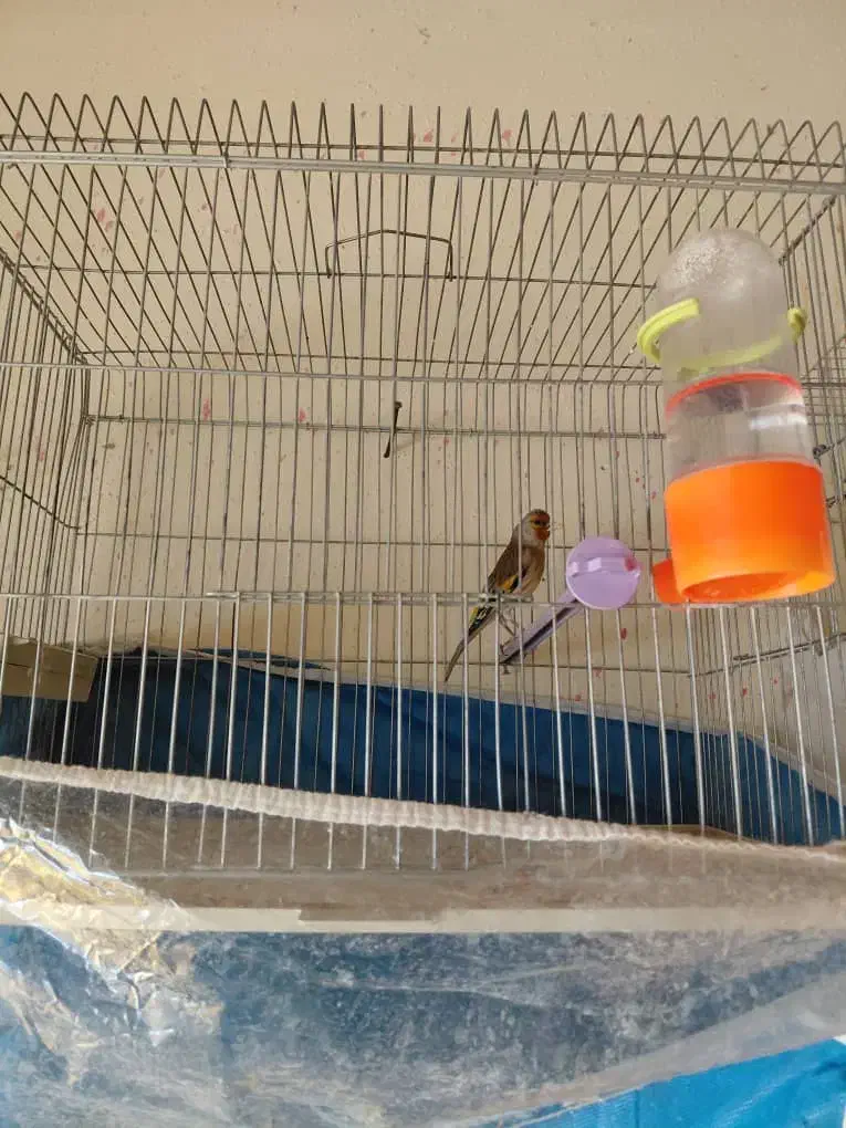 پرنده|پرنده|فیروزآباد (فارس), |دیوار