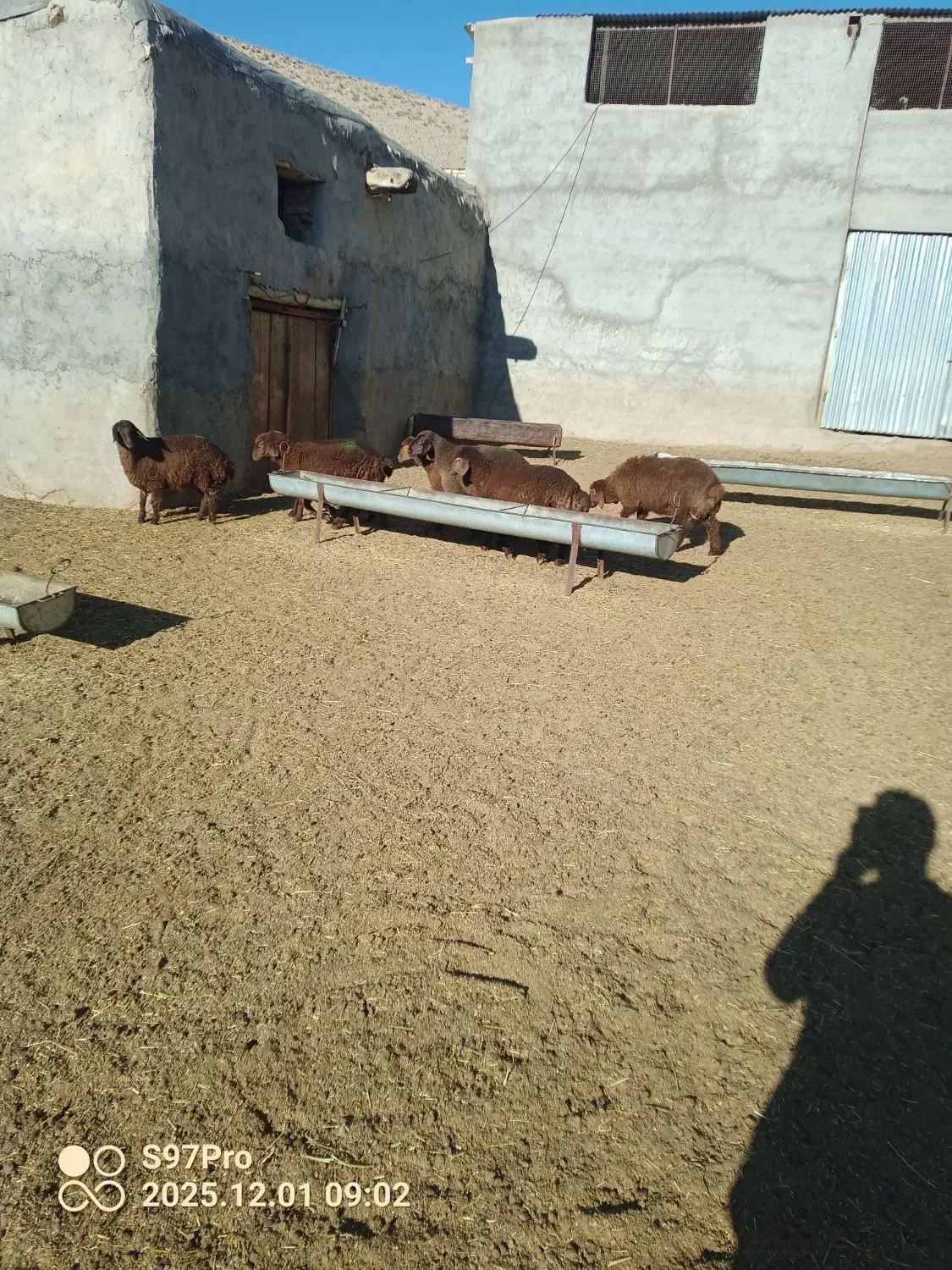 بره ماده همو و هترو|حیوانات مزرعه|شیروان (خراسان), |دیوار