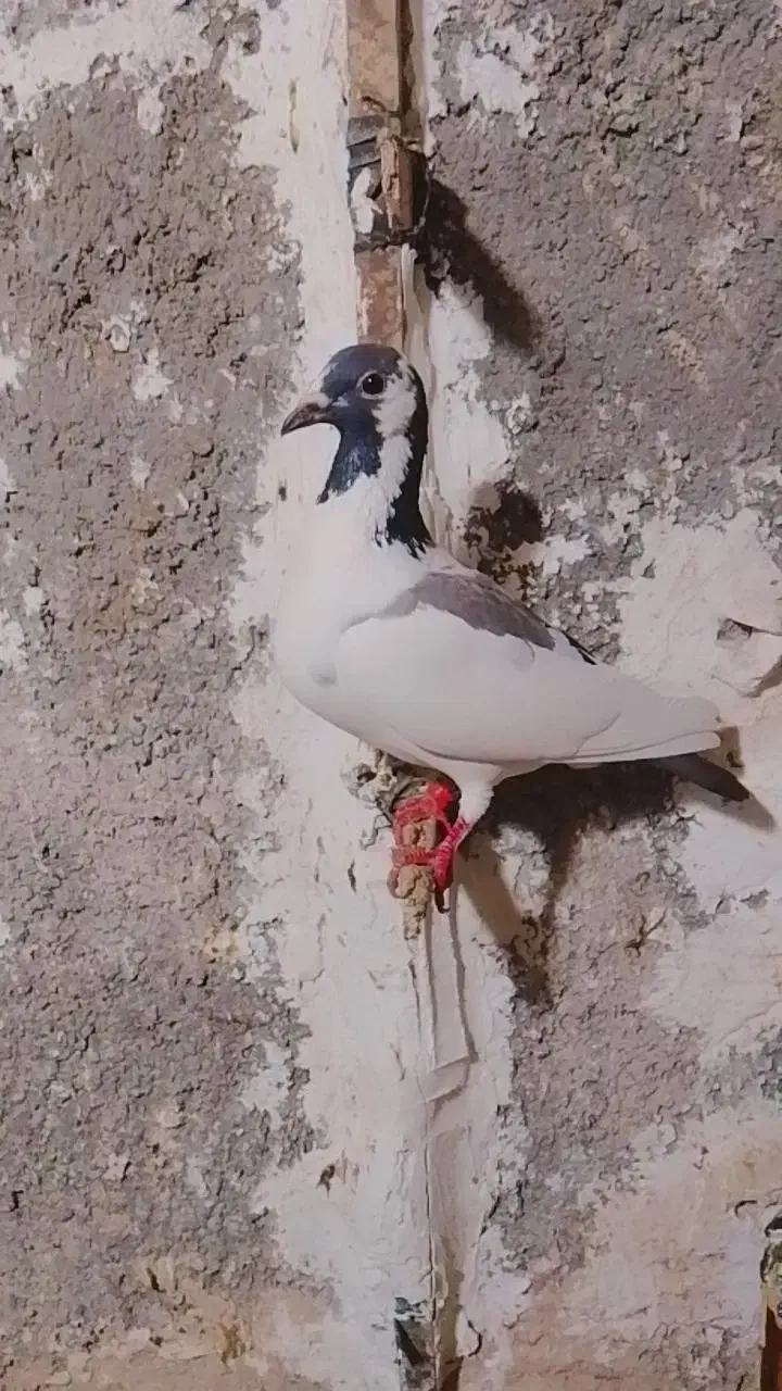 کفتر|پرنده|مشهد, رضاییه|دیوار