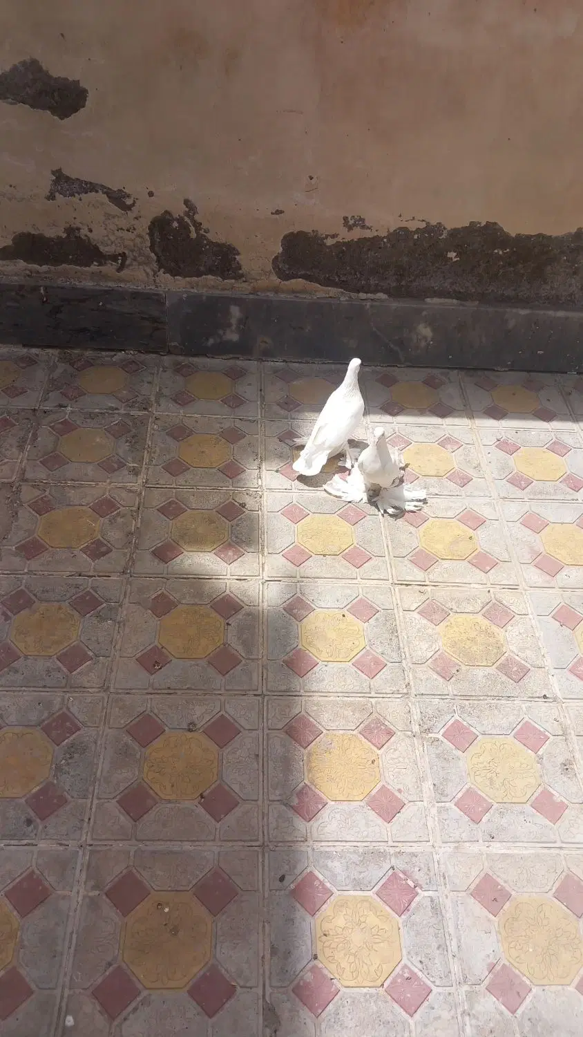 کبوتر|پرنده|اهر, |دیوار