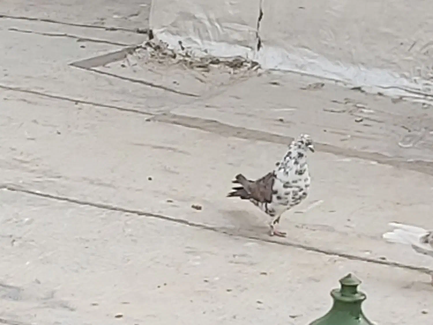 نر غریب گیری|پرنده|هشتگرد, فاز ۱ مهستان|دیوار