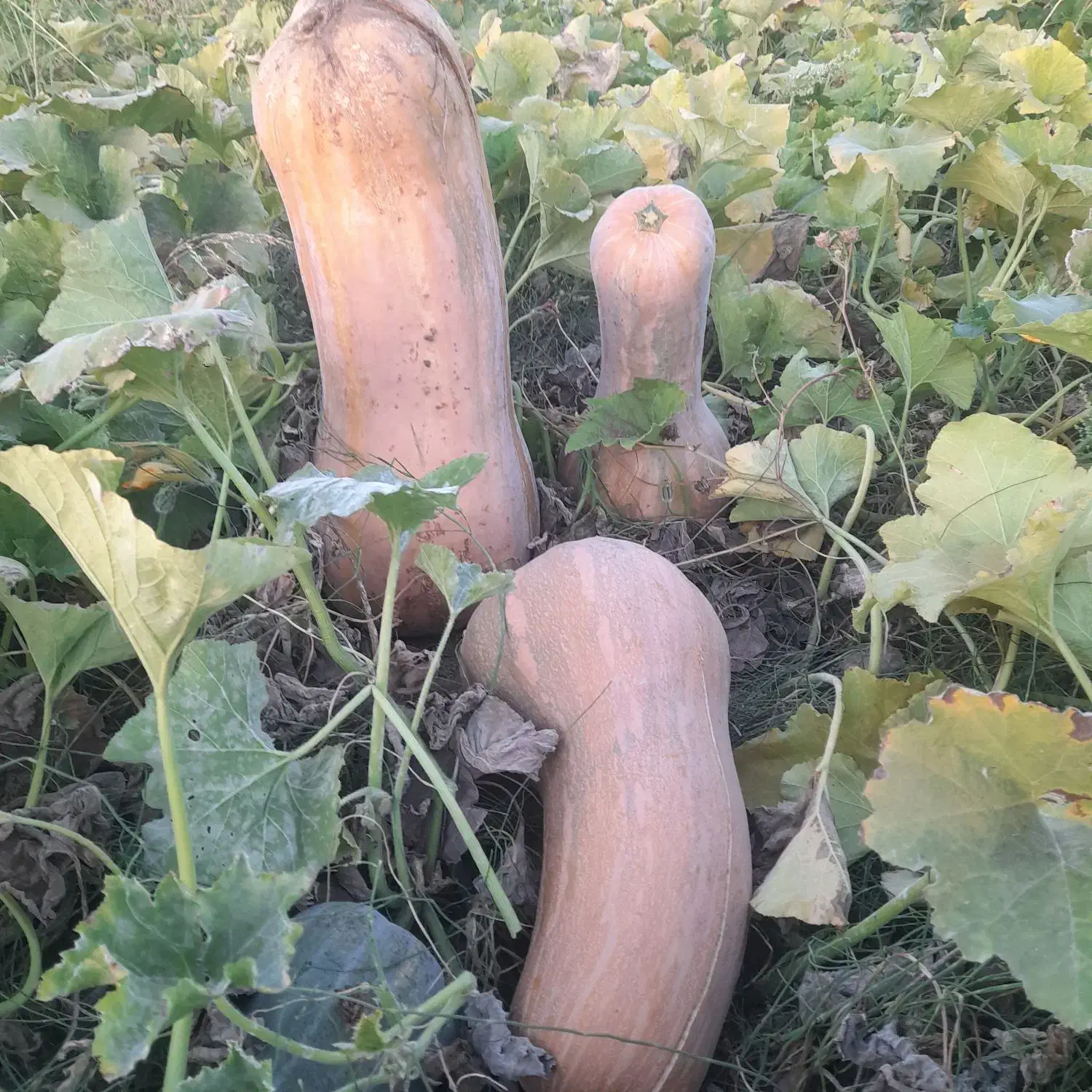 کدو حلوایی|خوردنی و آشامیدنی|سیمینه, |دیوار