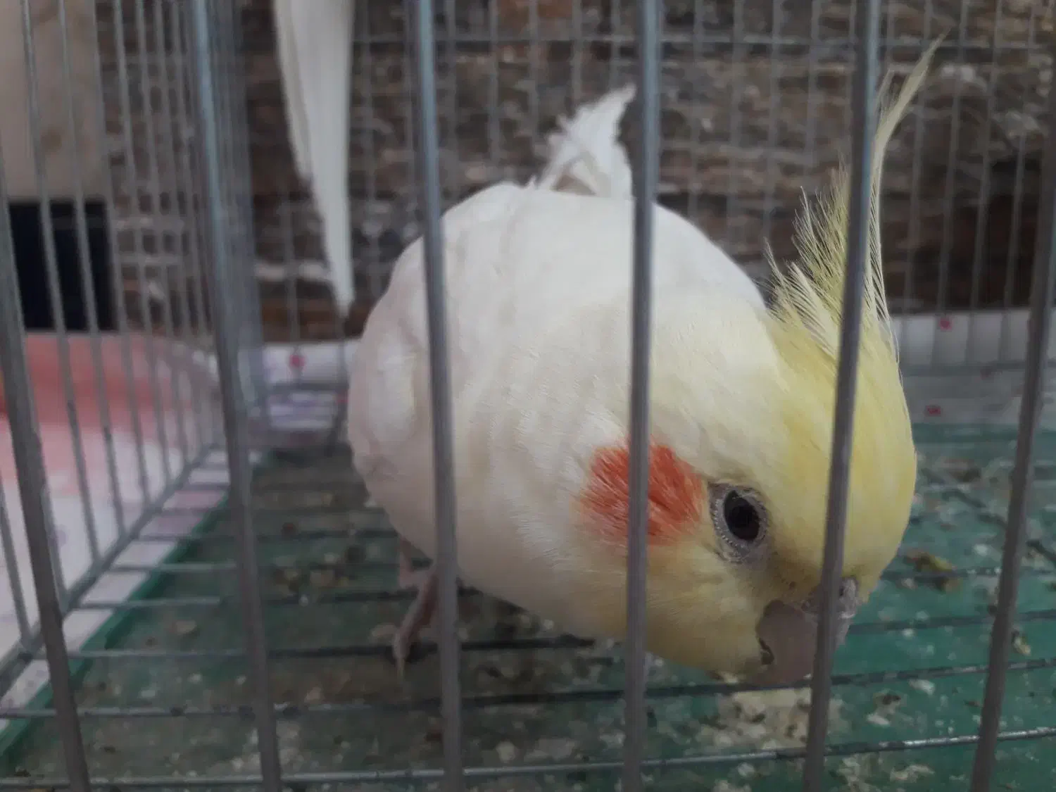 فروش عروس هلندی|پرنده|یاسوج, |دیوار