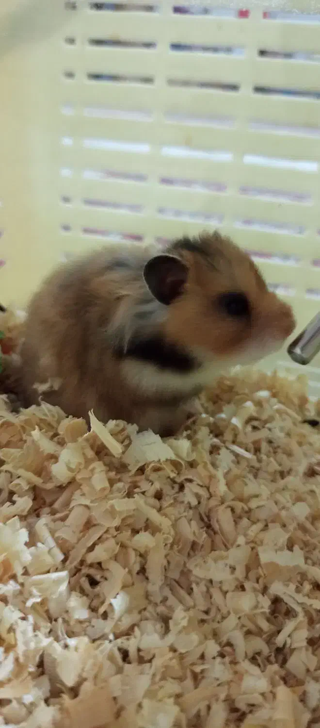 همستر سوری|موش و خرگوش|پردیس, فاز ۱|دیوار