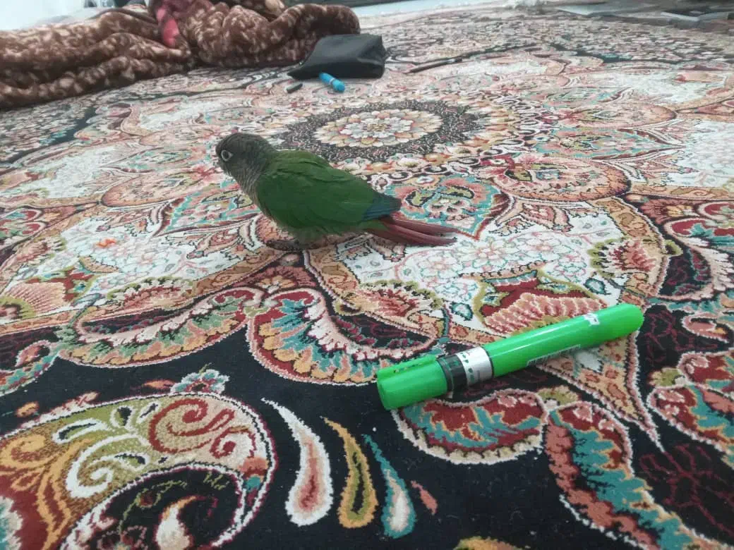 دو عدد طوطی گیرینچیک گم شده است|حیوانات|امیدیه, |دیوار