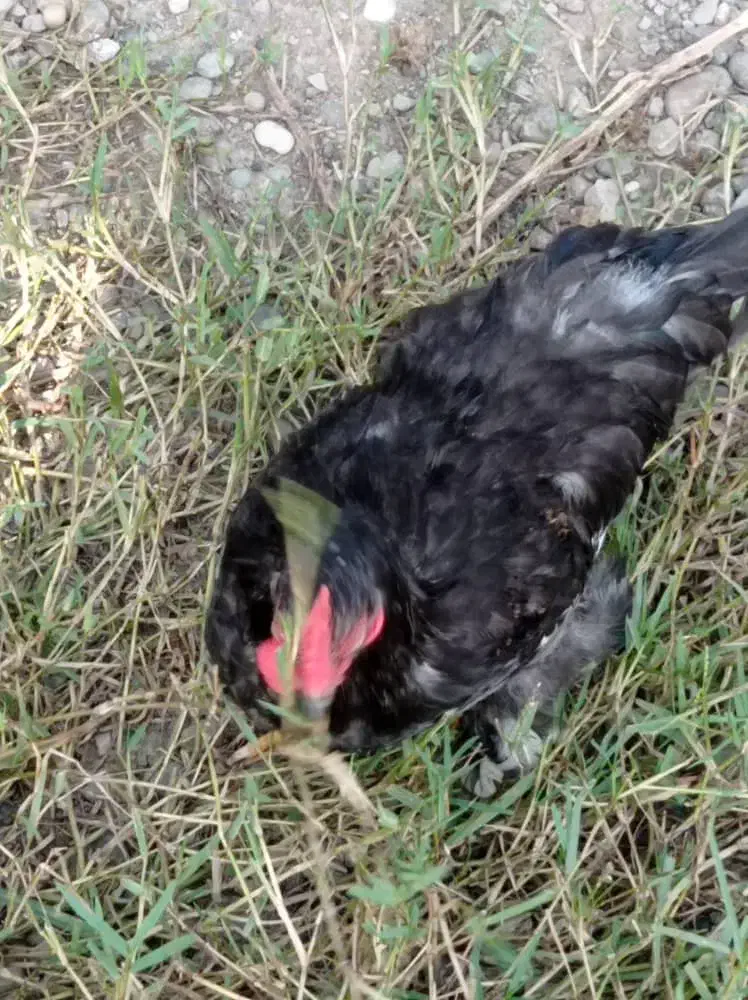 چند عدد خروس پاپری|حیوانات مزرعه|رشت, لاکان شهر|دیوار