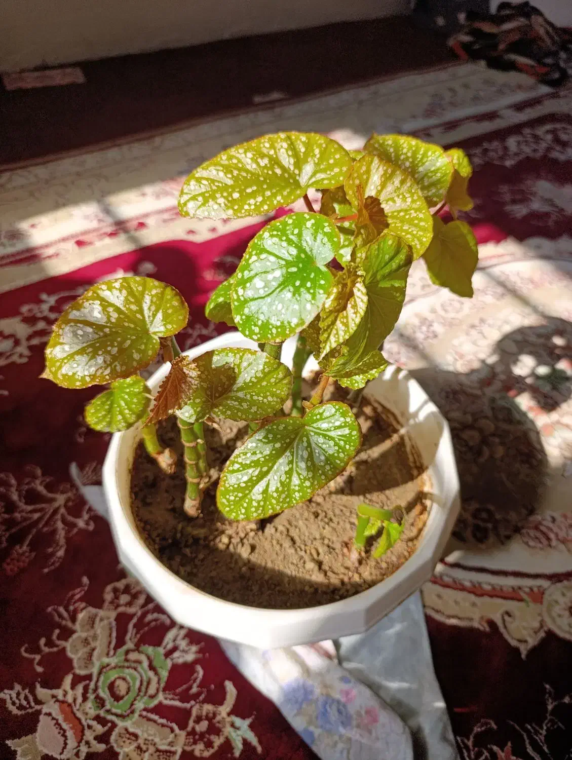 گل طبیعی|بدلیجات|سلماس, |دیوار