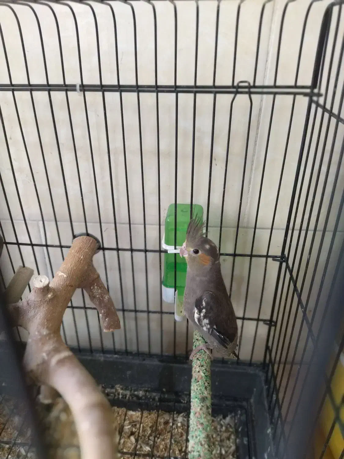 پرنده عروس هلندی|پرنده|ری, علایین|دیوار