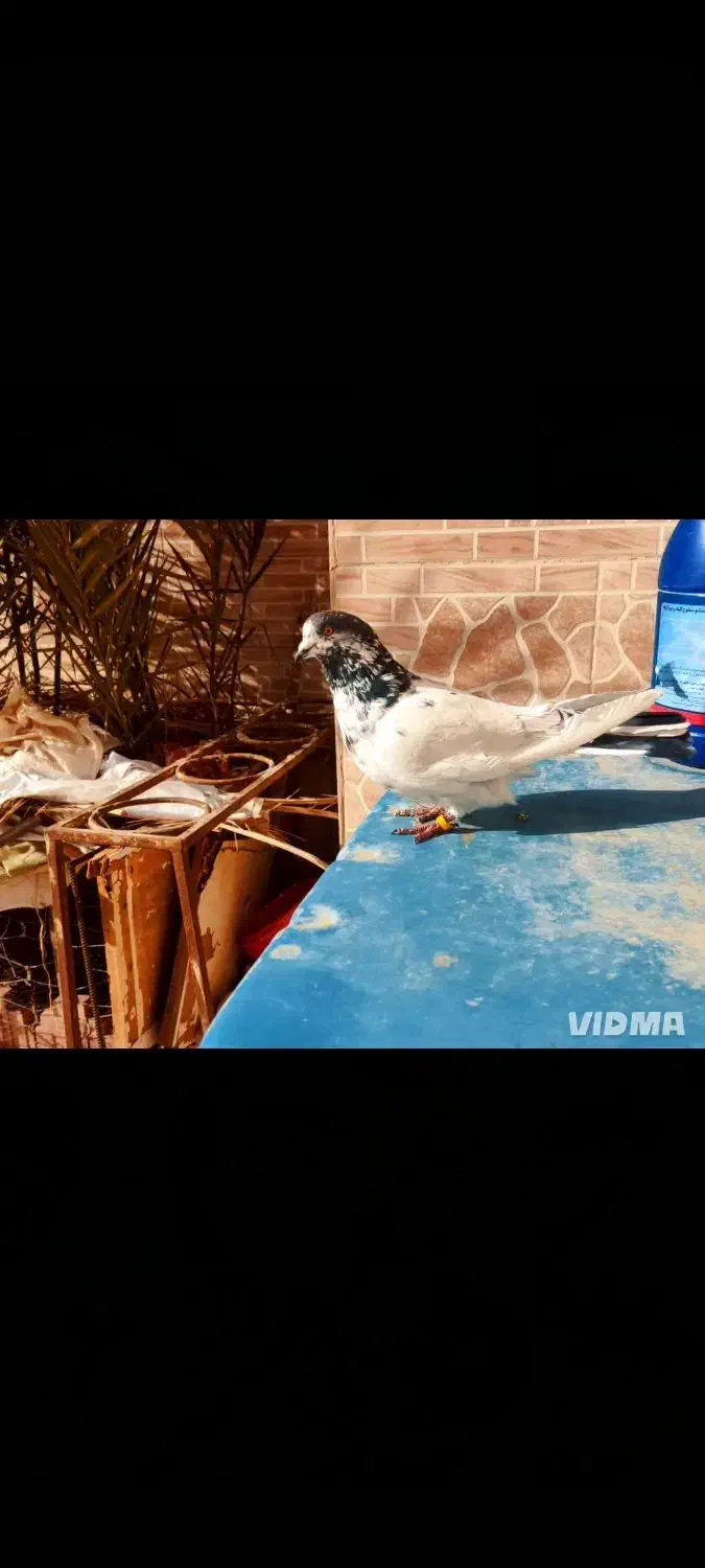 کفتر فروشی|حیوانات|کرمان, |دیوار