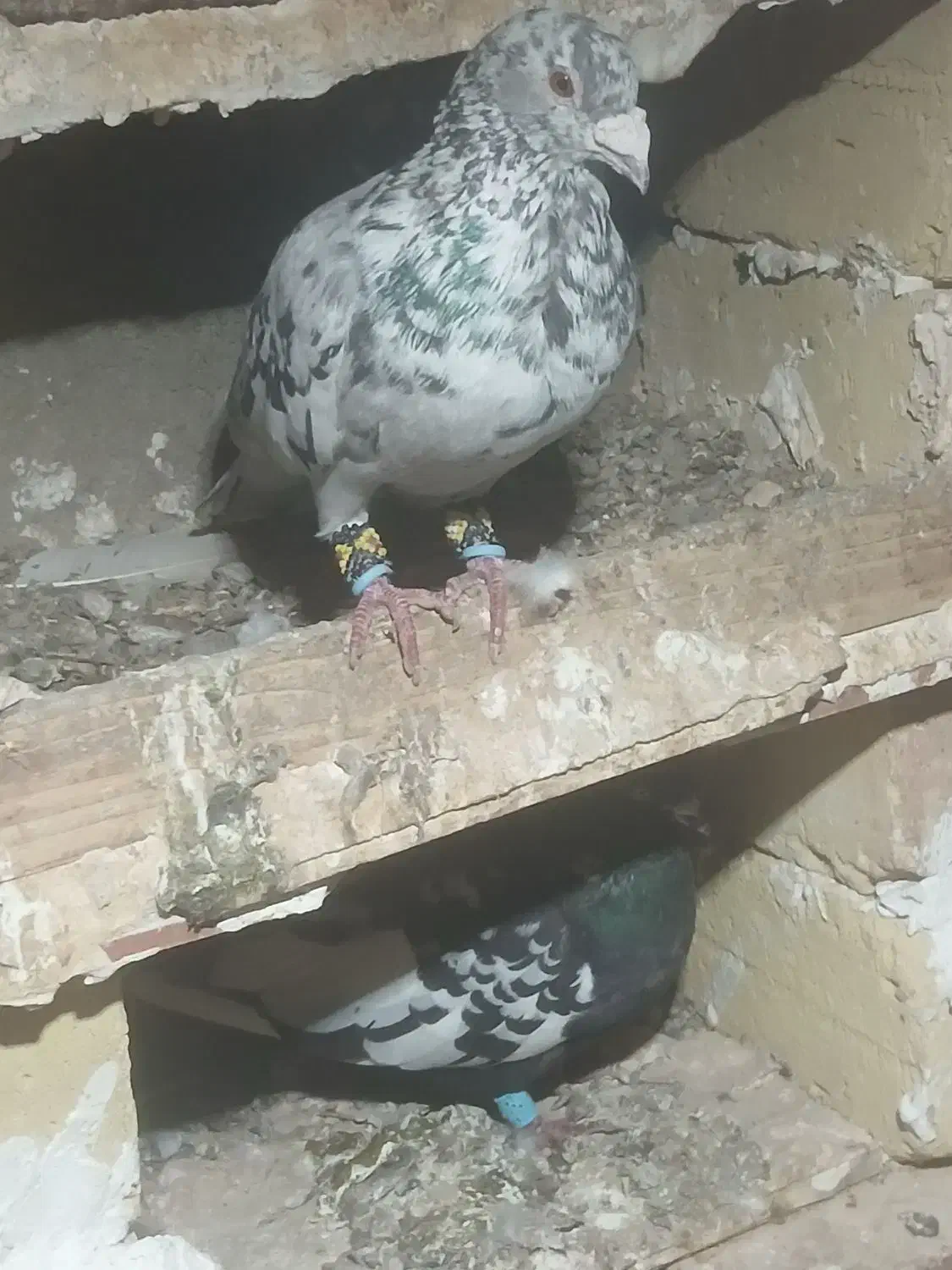 کبوتر پرشی|پرنده|تاکستان, |دیوار