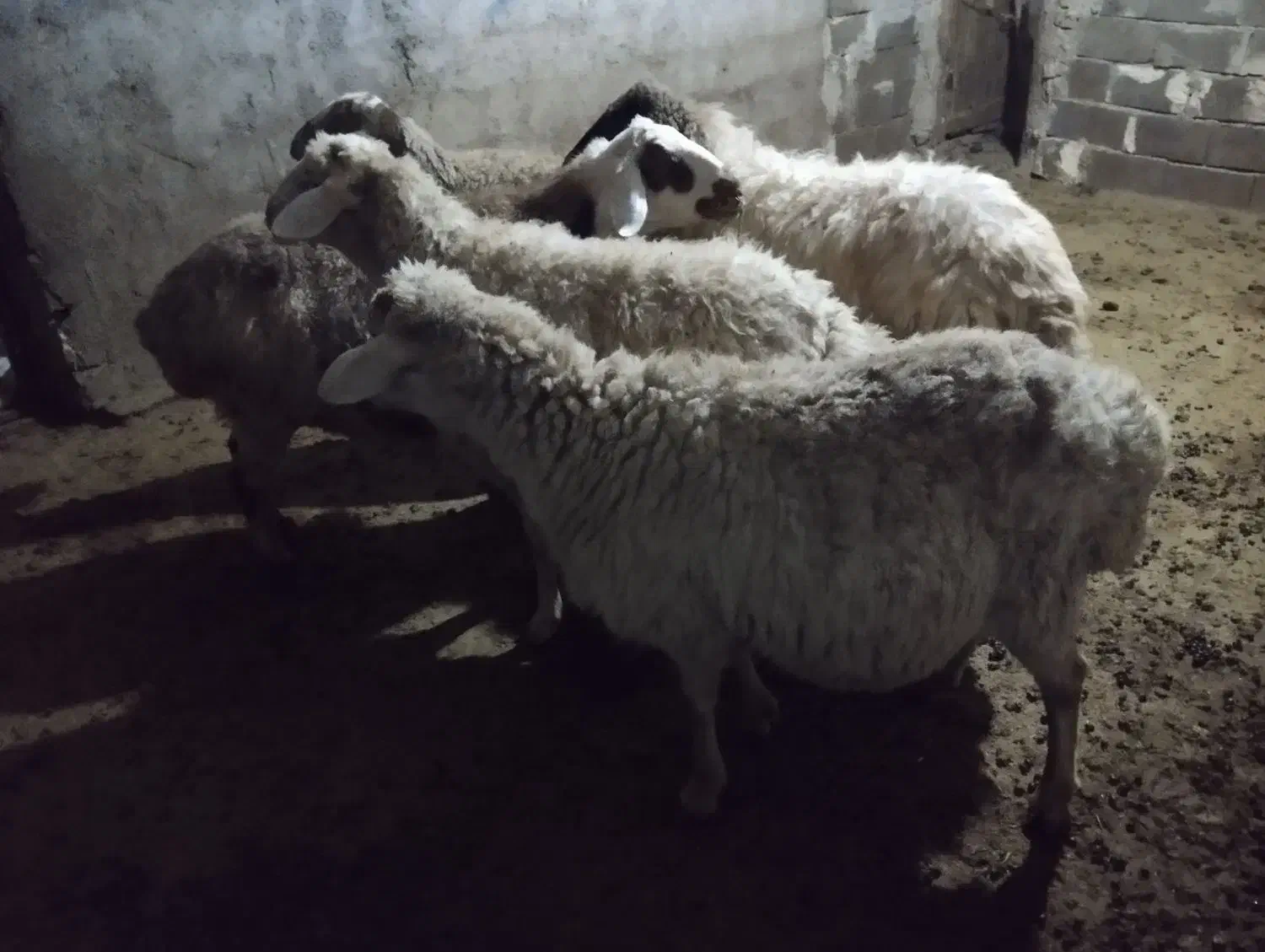 آبستن فروشی|حیوانات مزرعه|شیروان (خراسان), |دیوار