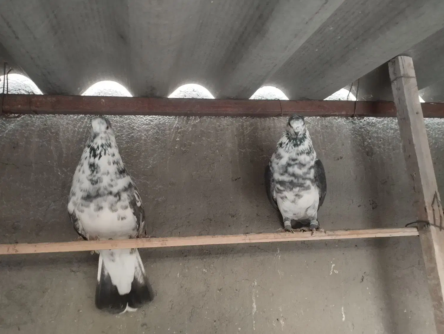 سوسکی ساعت سنگین|پرنده|خسروشاه, |دیوار