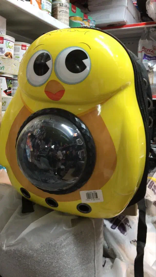 پرنده گم شده|پرنده|برازجان, |دیوار