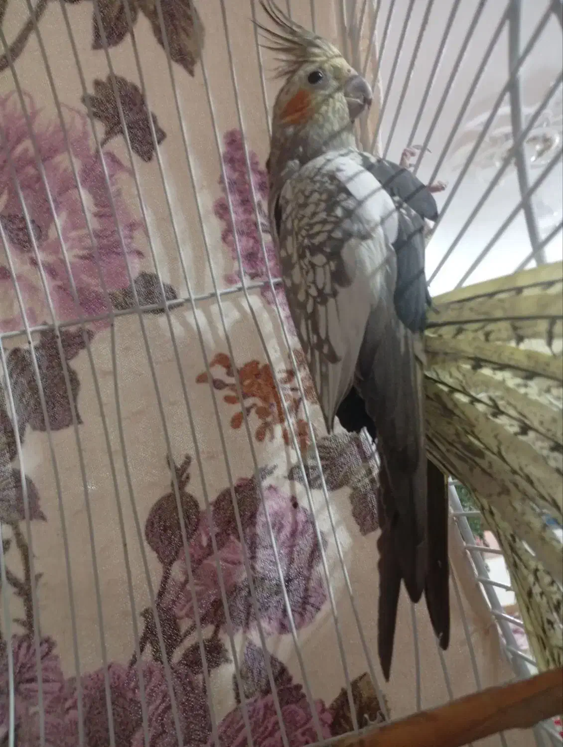 عروس هلندی نرو ماده|پرنده|مرند, |دیوار