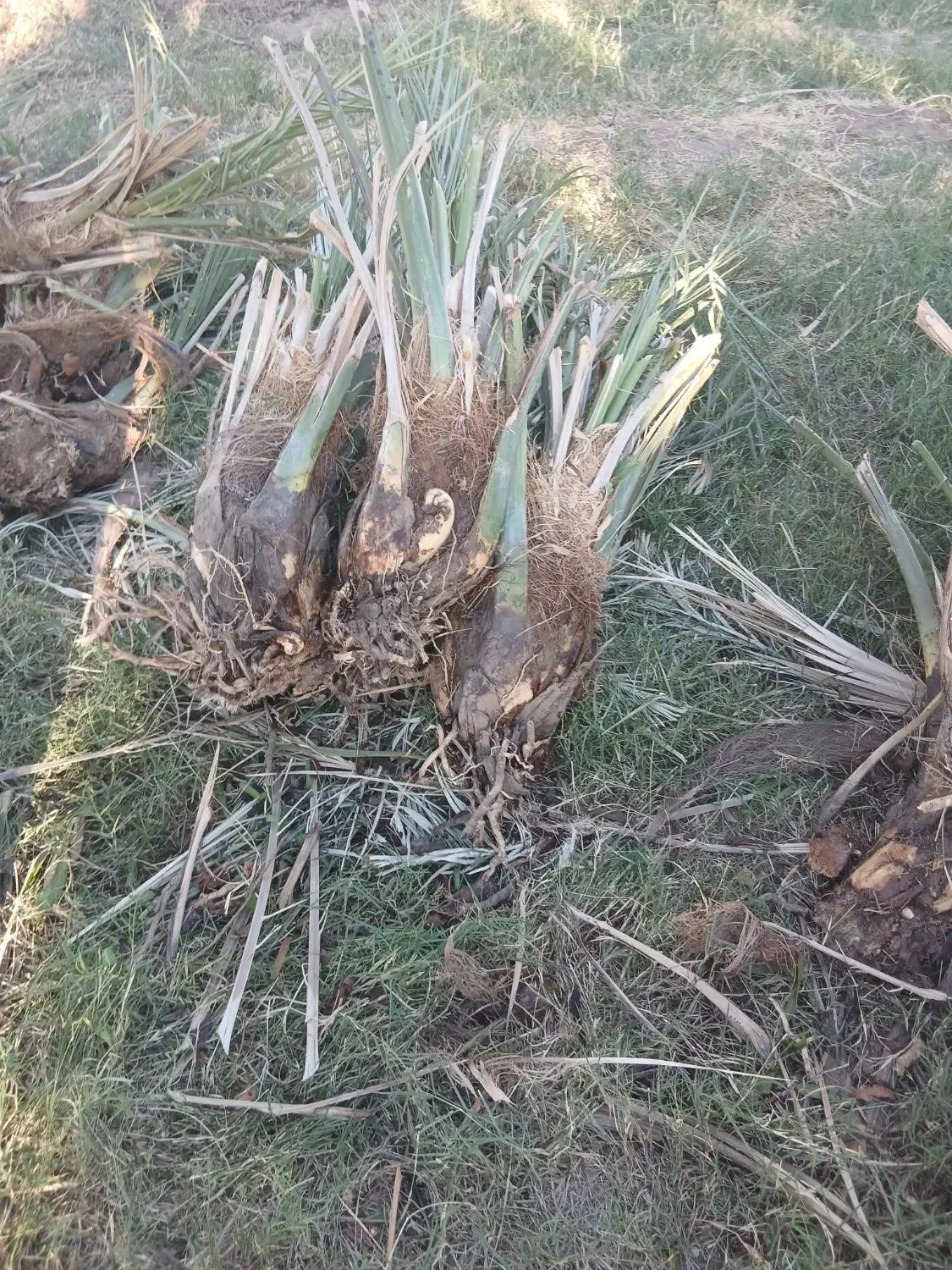 جنگ فروشی|گل و گیاه طبیعی|بم, |دیوار