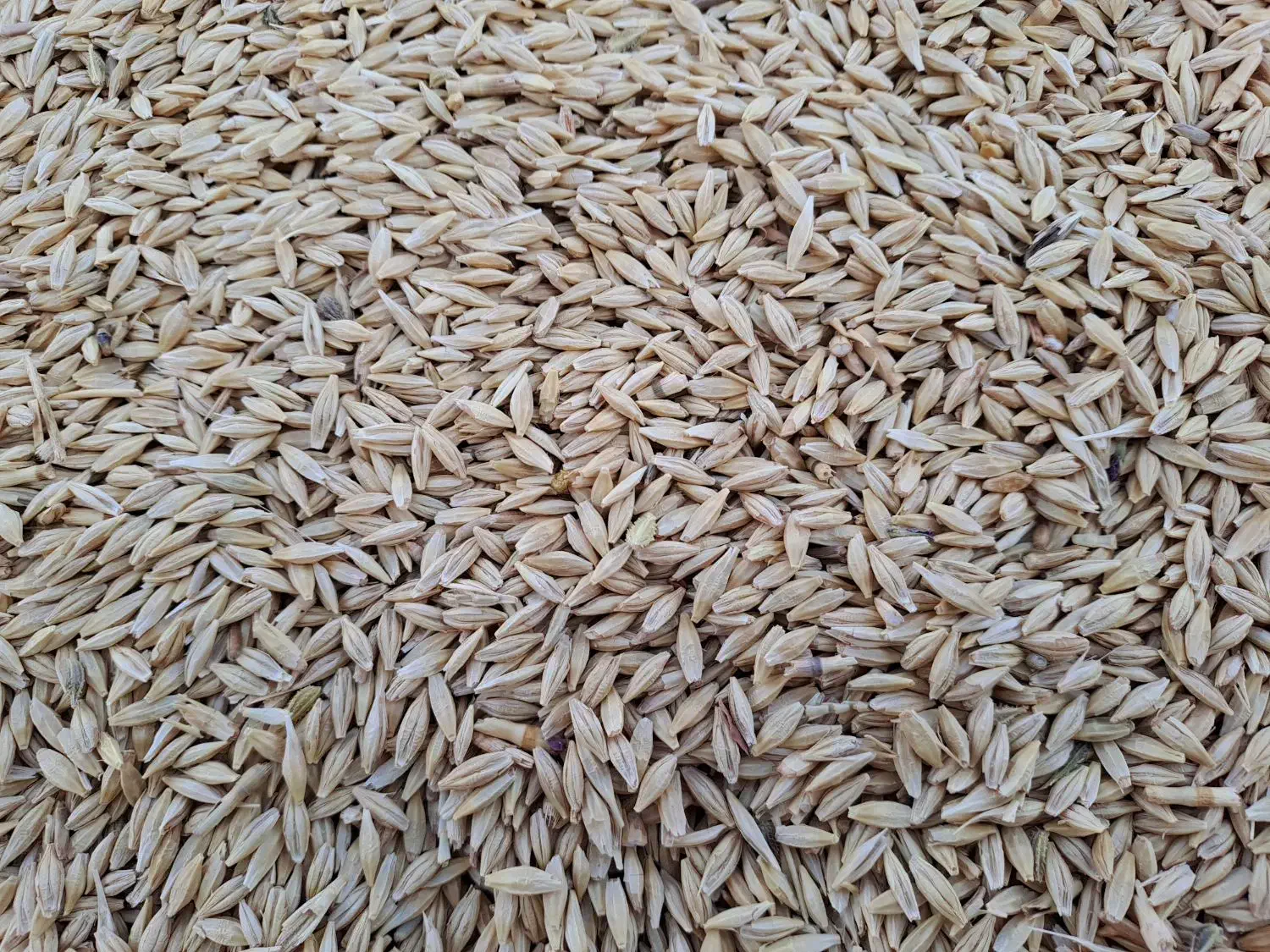 جو دیم آبیدر|خوردنی و آشامیدنی|شیرینسو, |دیوار