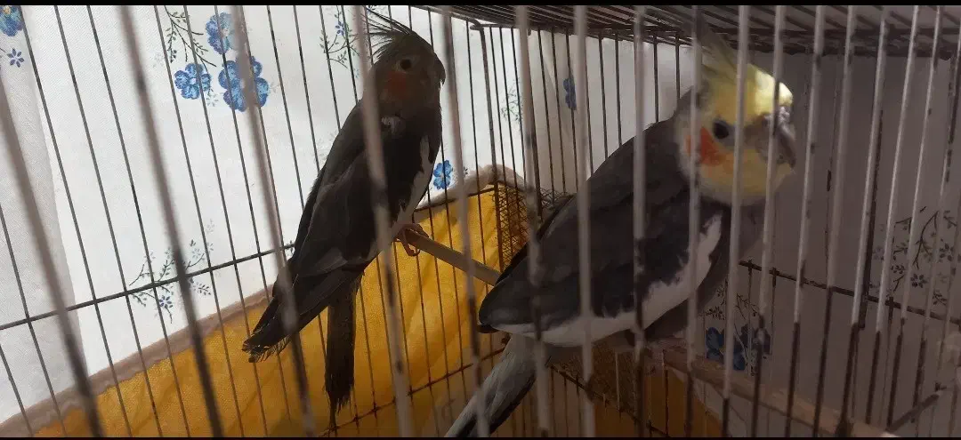 عروس هلندی|پرنده|باوی, |دیوار