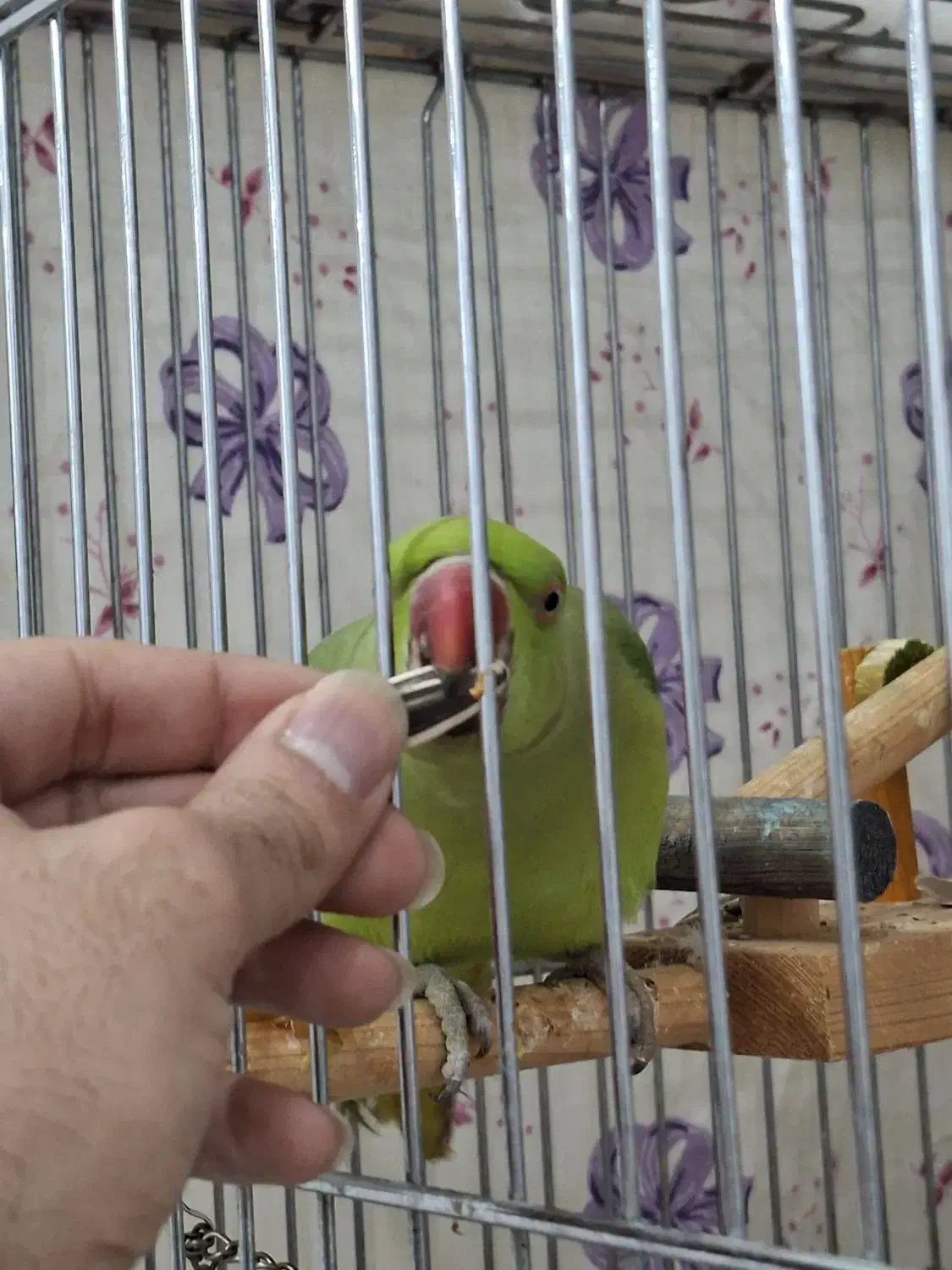 طوطی ملنگو|پرنده|گنبد کاووس, |دیوار