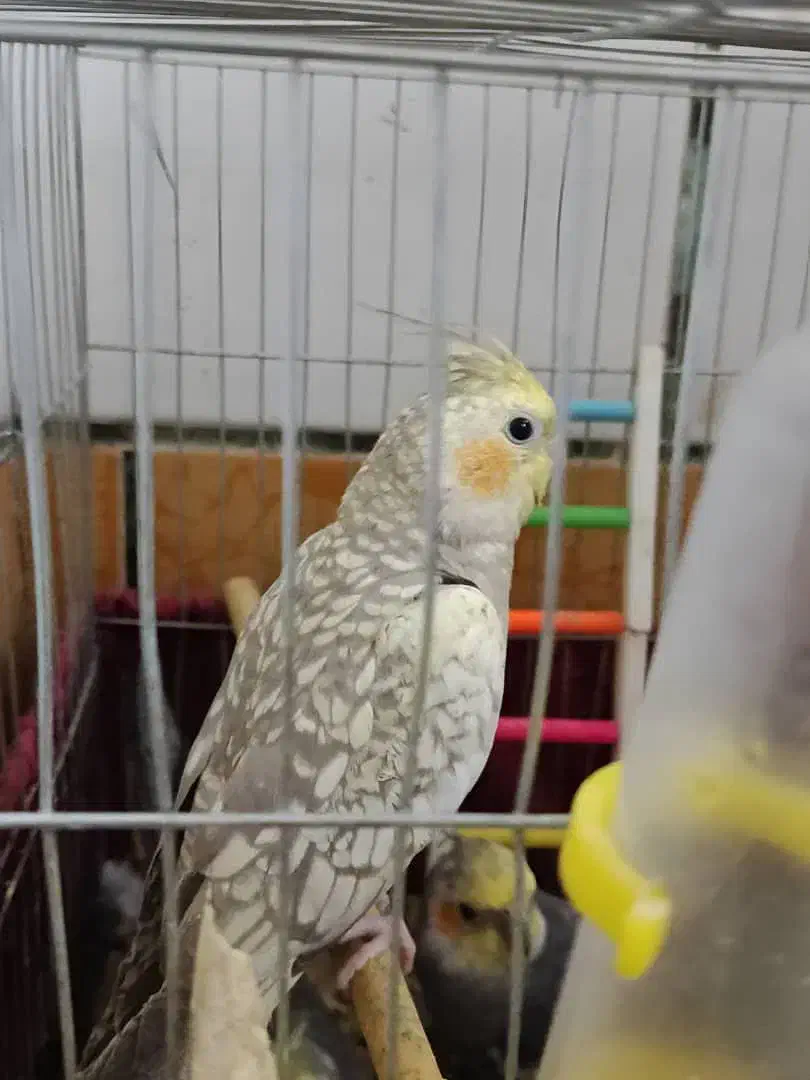 پرنده انواع عروس هلندی..|پرنده|کارون, |دیوار