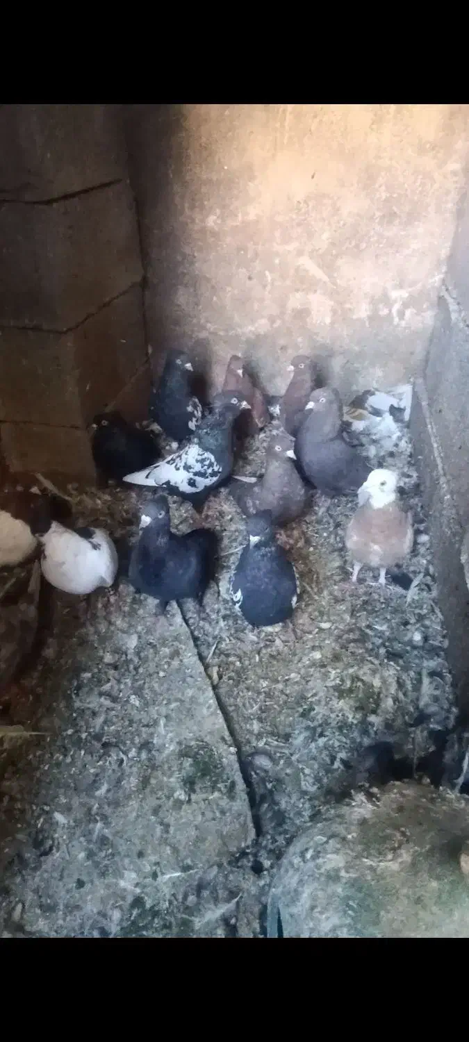 تعدادی کبوتر|پرنده|داراب, |دیوار