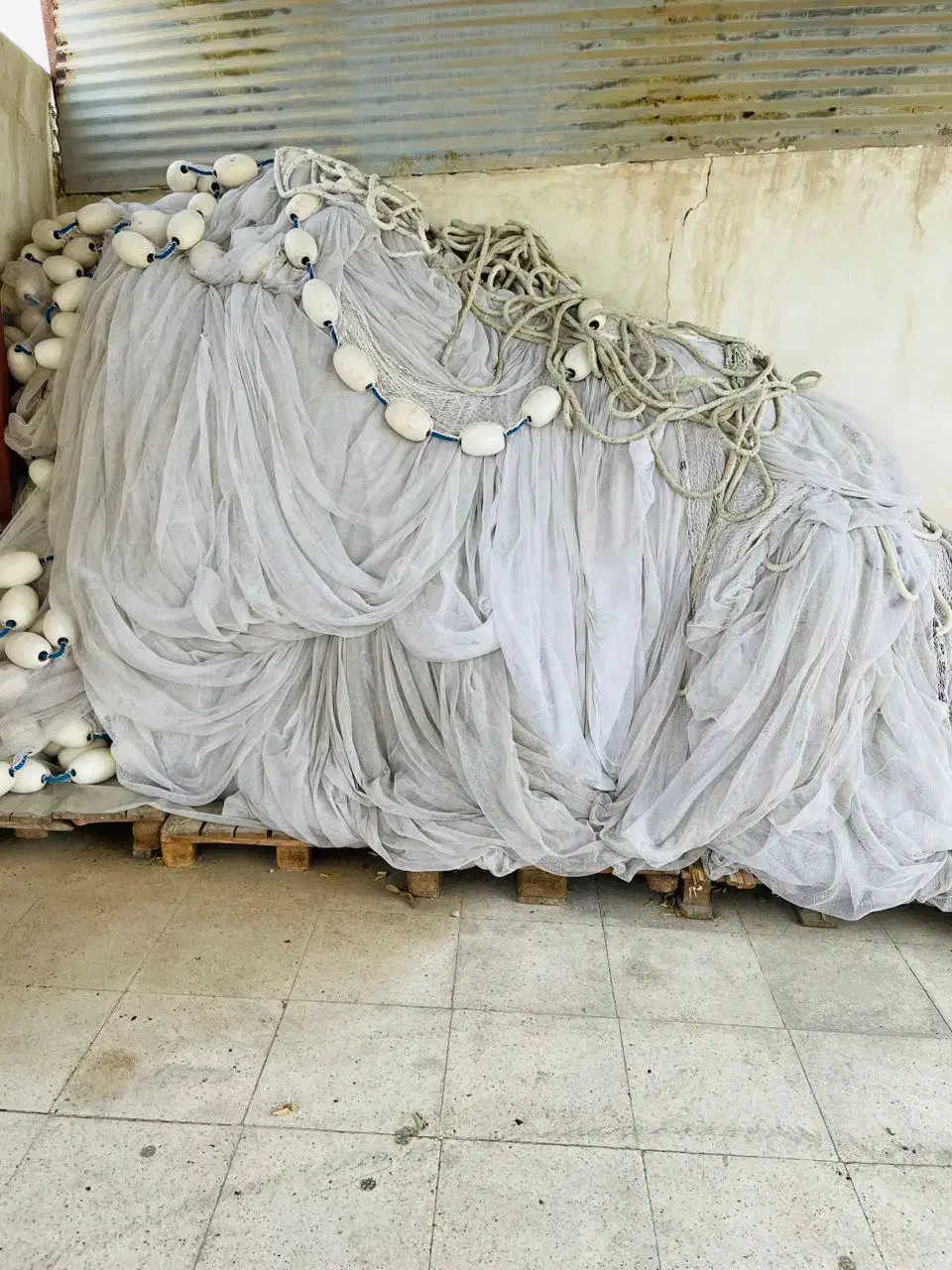 جل کاشغی در حد نوو|ماهیگیری|قشم, |دیوار