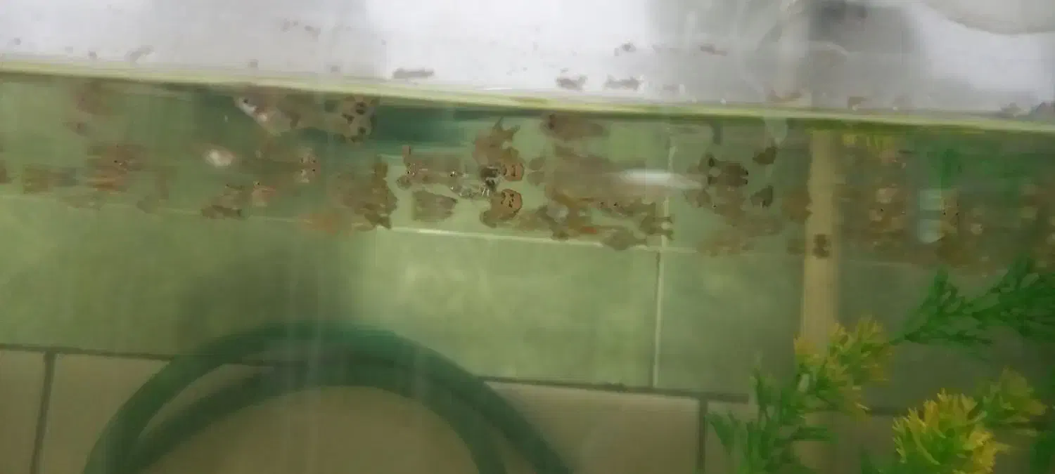 ماهی گوپی|ماهی|کرمان, |دیوار