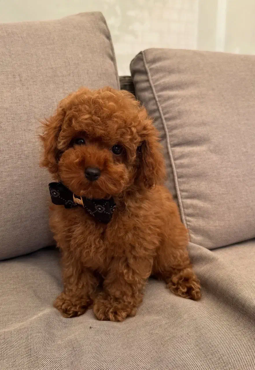 پودل|سگ|بندرعباس, |دیوار