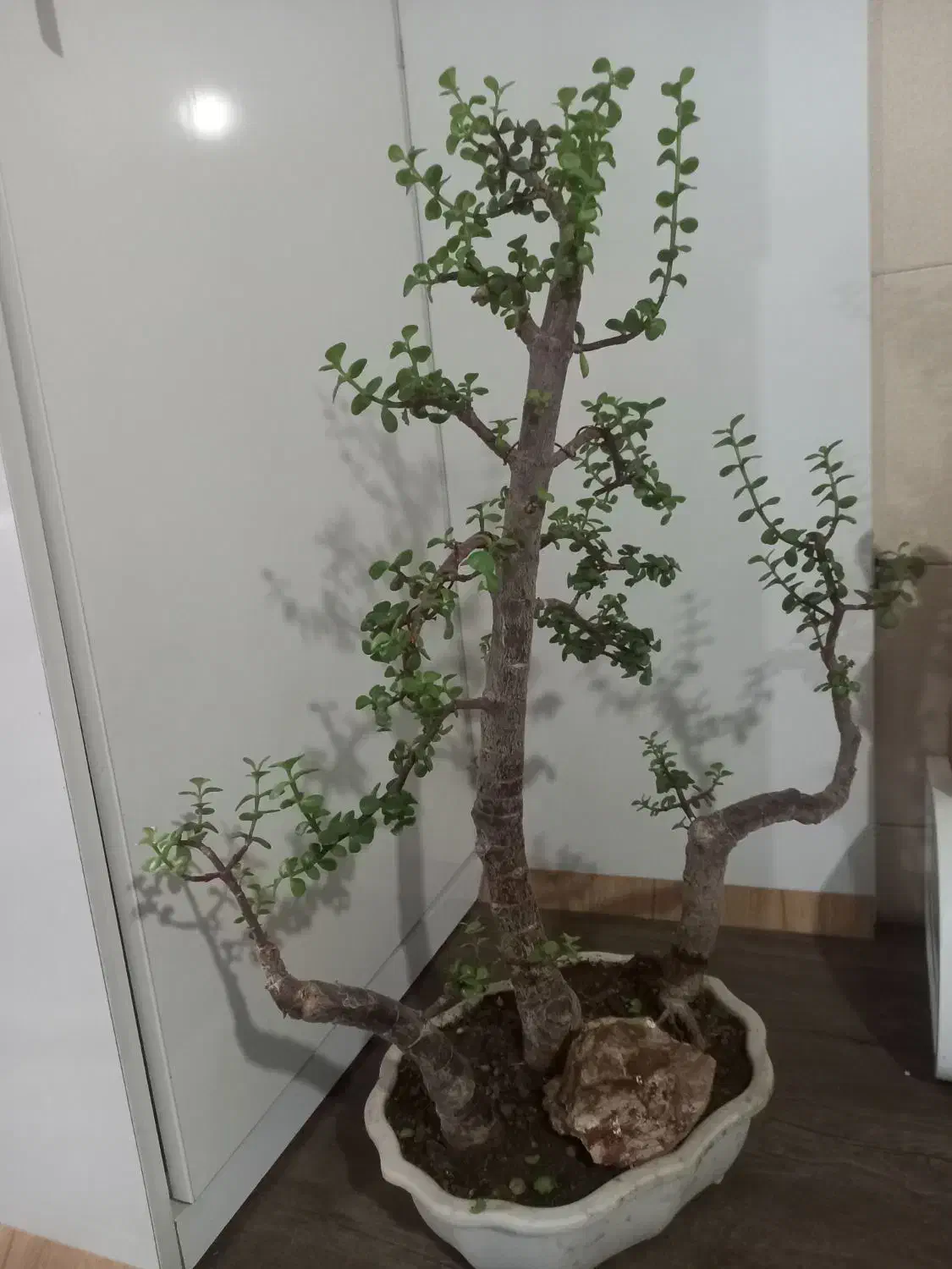 بنسای|گل و گیاه طبیعی|باسمنج, |دیوار