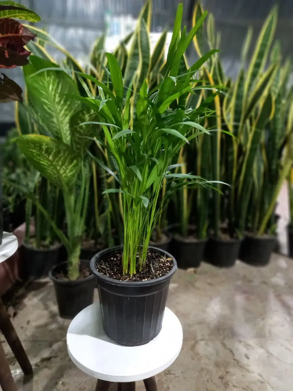 نخل اریکا در گلوریا|گل و گیاه طبیعی|قم, پردیسان|دیوار