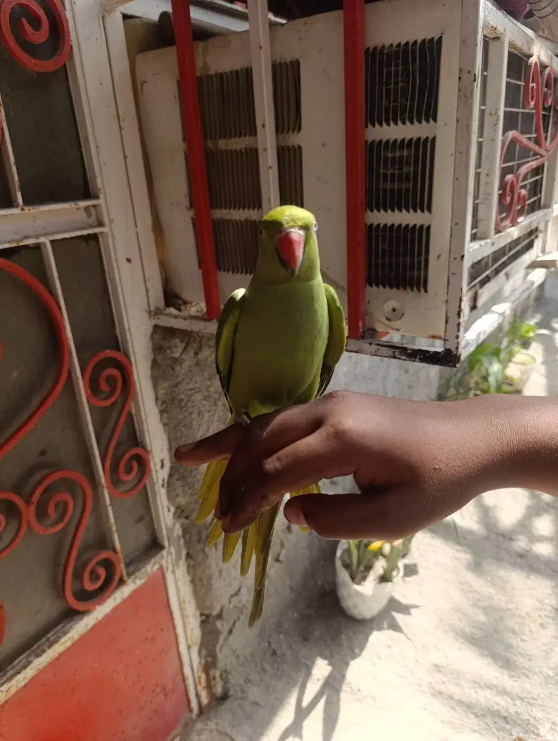 طوطی|پرنده|میناب, |دیوار