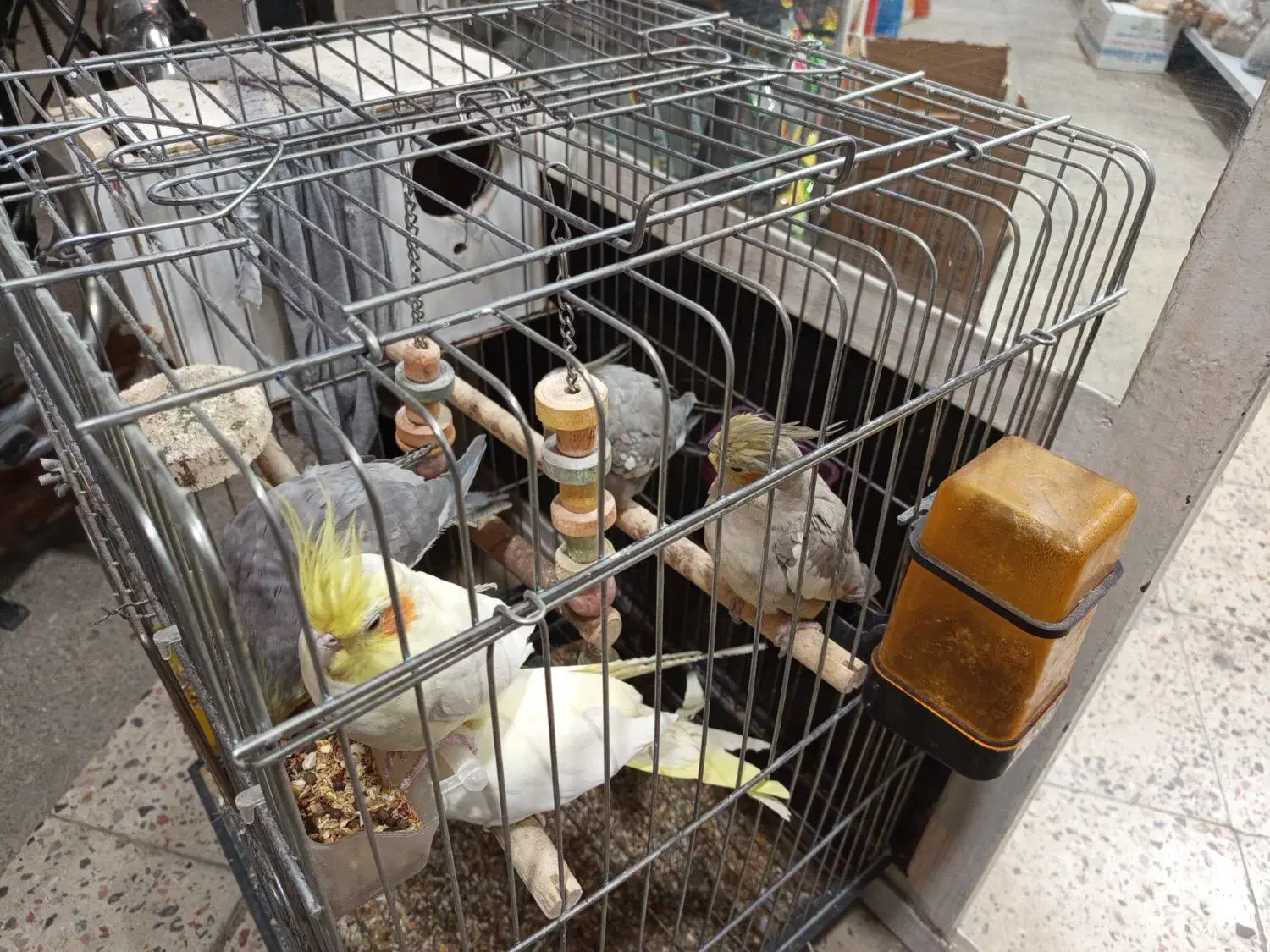 عروس هلندی بالغ|پرنده|گنبد کاووس, |دیوار