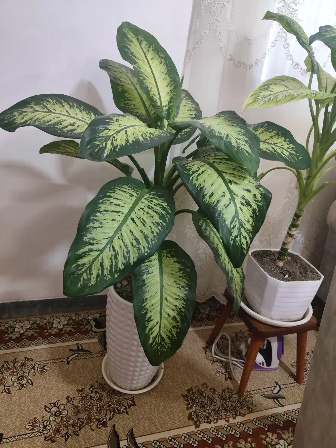 گل دیفن بسیار زیبا و سرحال|گل و گیاه طبیعی|خنداب, |دیوار