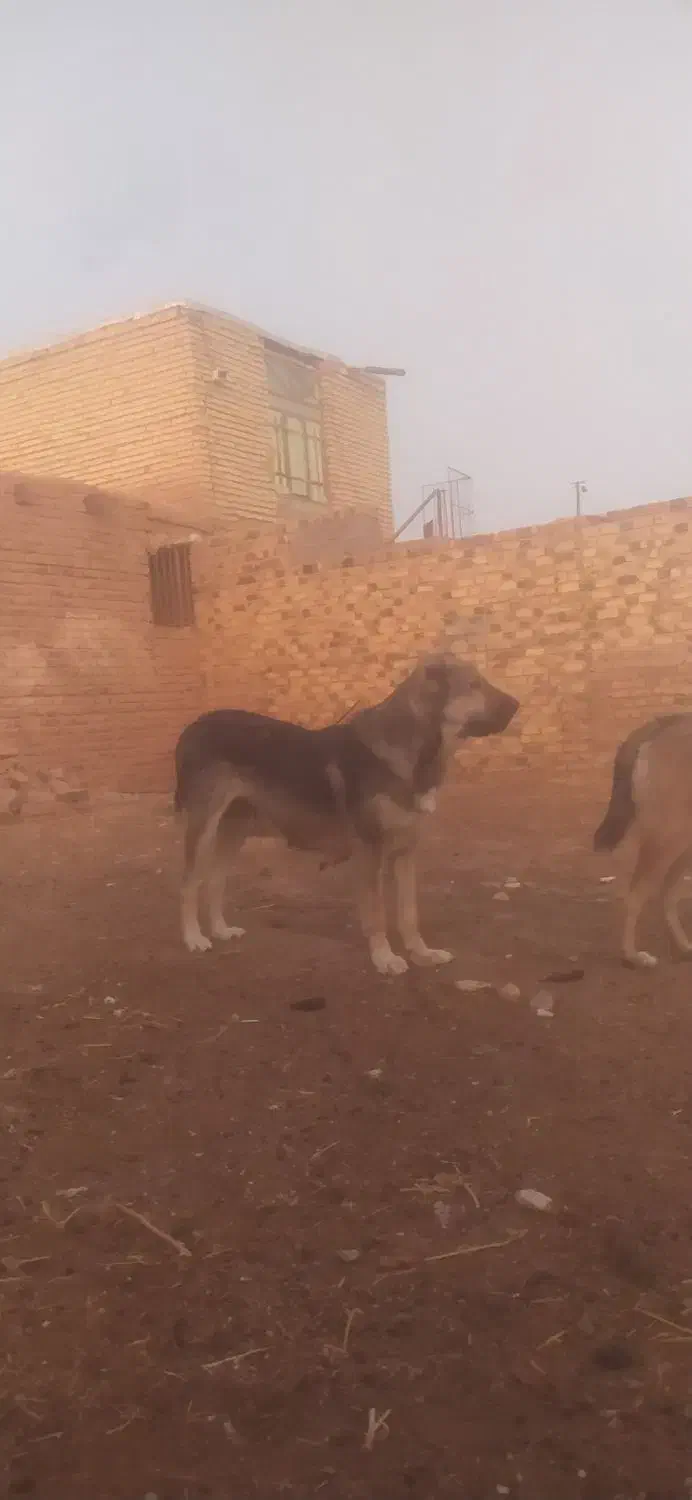 سگ خراسانی|سگ|نصر آباد, |دیوار