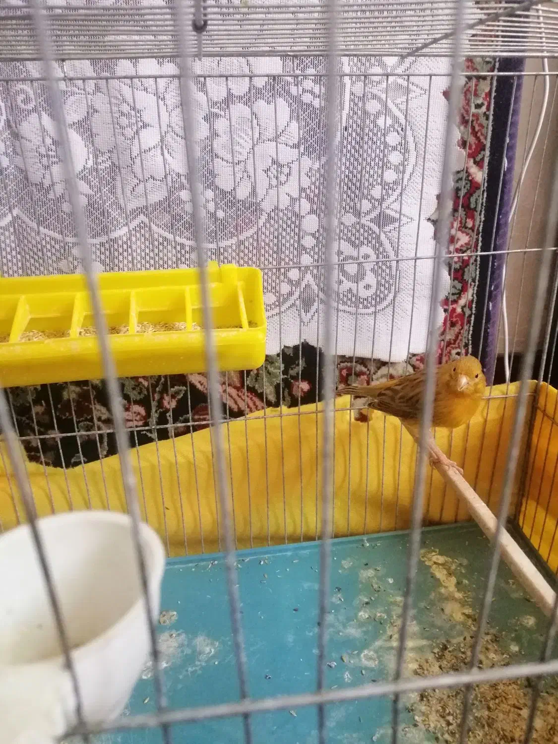 قناری دارچین|پرنده|کرمان, |دیوار