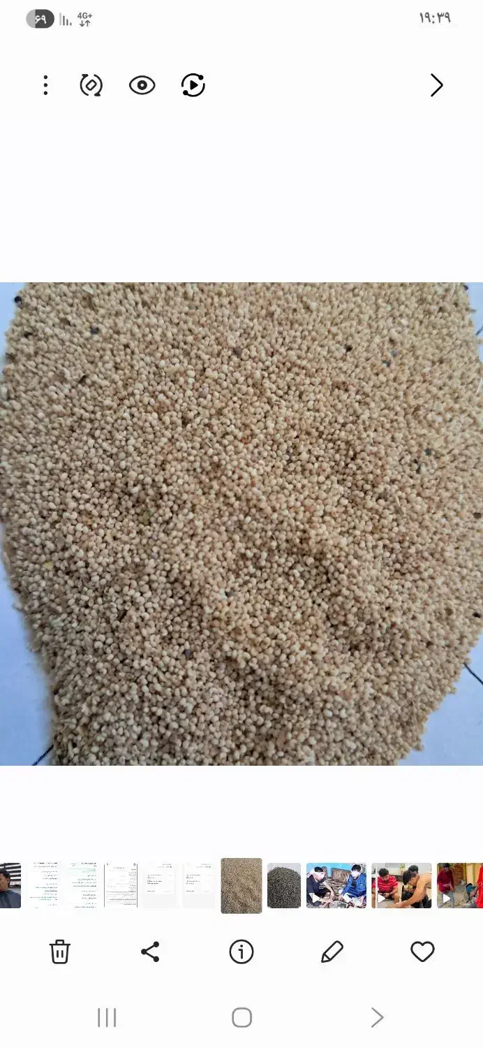 بذر سفید و بنفش|گل و گیاه طبیعی|کوهدشت, |دیوار