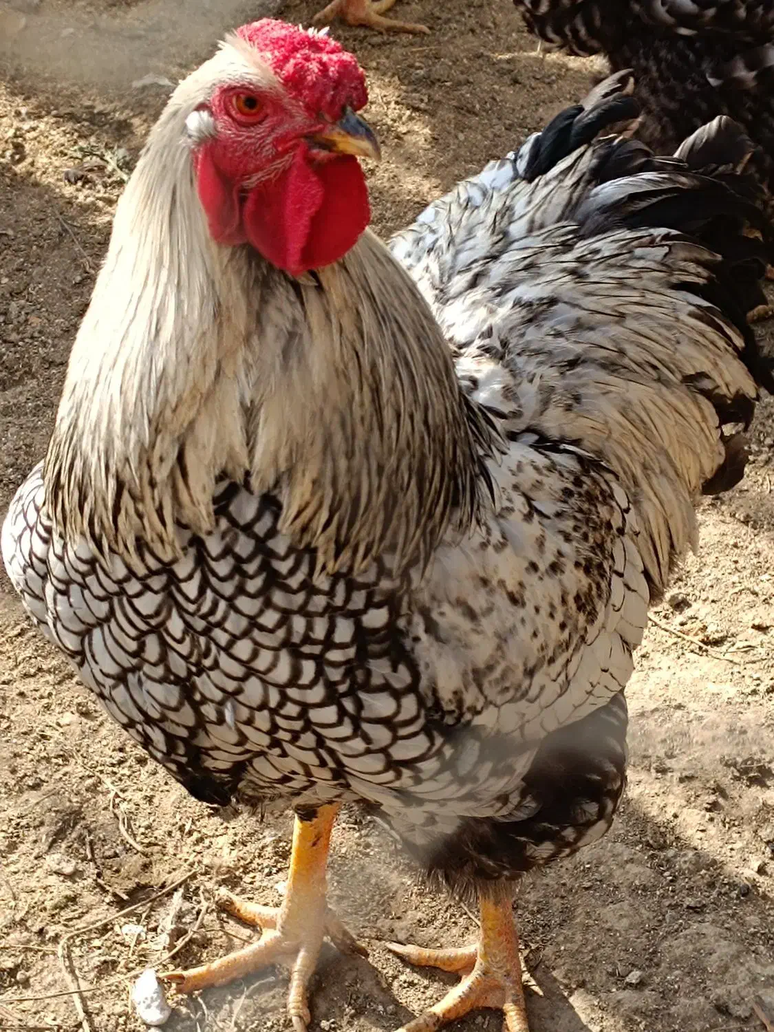 خروس ویاندوت|حیوانات مزرعه|کرج, حیدرآباد|دیوار