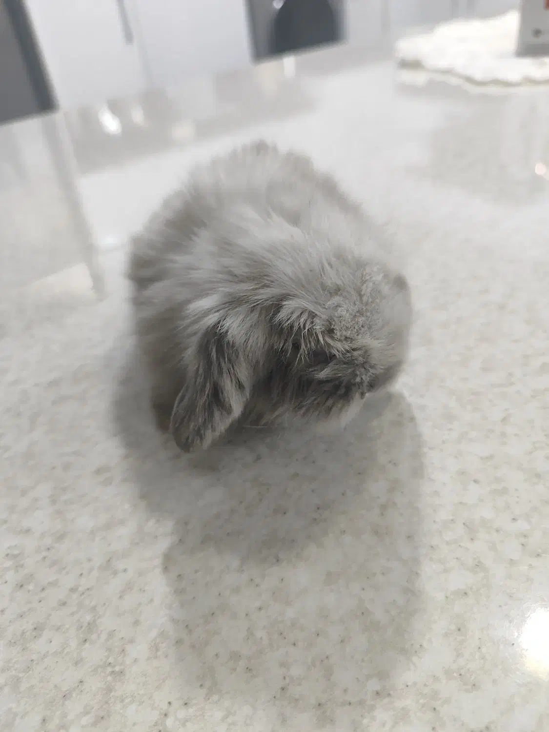 خرگوش لوپ معاوضه با هلندی گرینچیک|موش و خرگوش|کرمان, |دیوار