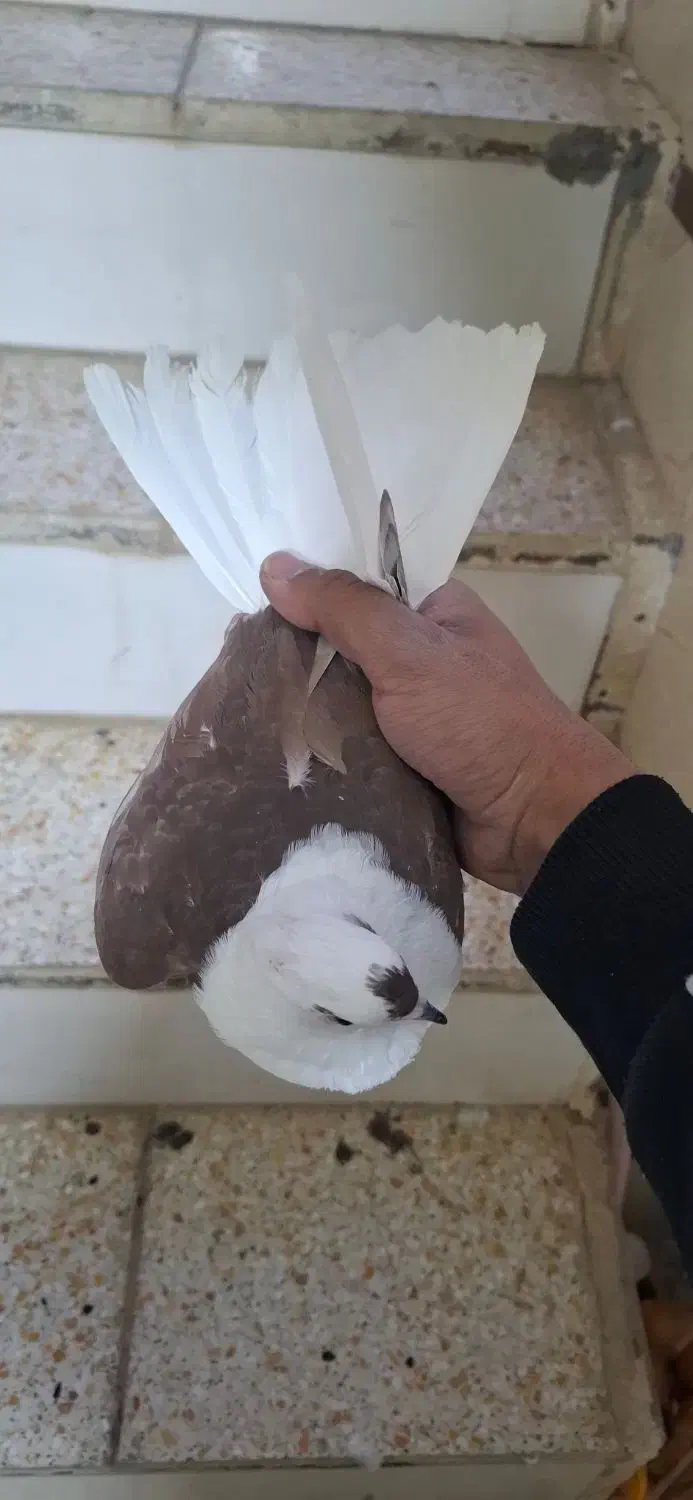 کفتر دوکت|پرنده|قم, باغ شریفی|دیوار