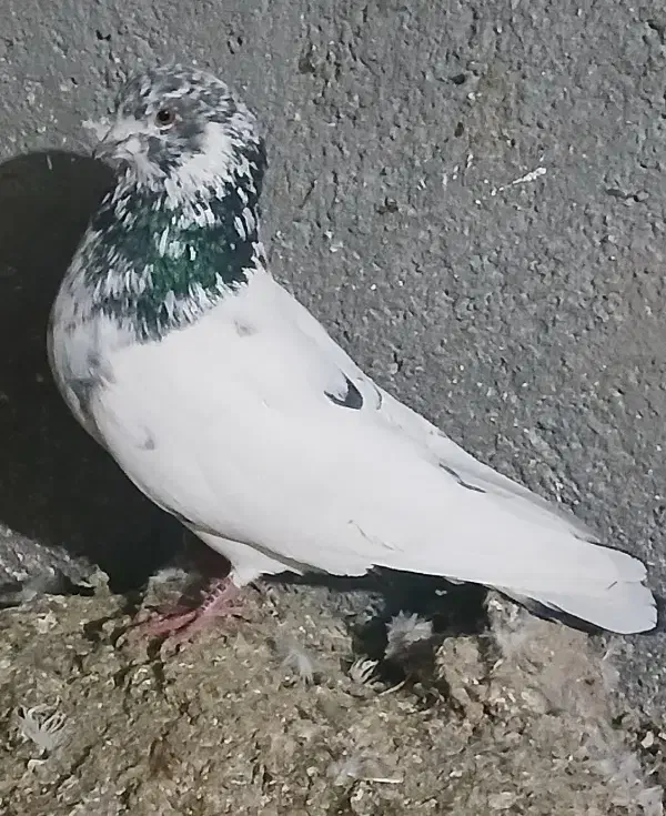 ۴عدد طوقی|پرنده|اردبیل, |دیوار