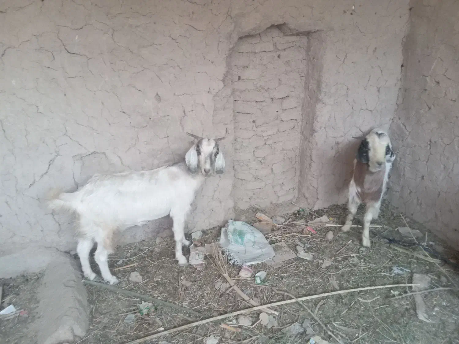 گوسفند|حیوانات مزرعه|پسکوه, |دیوار